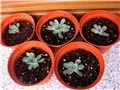 Echeveria colorata